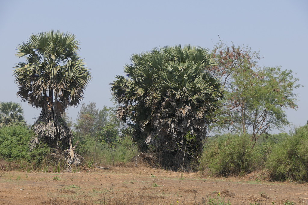 Foto van Palmyra-palm