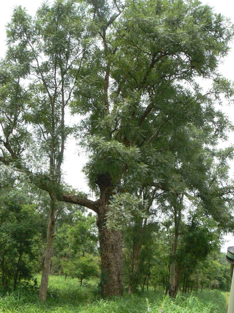 Foto van Indische wierookboom
