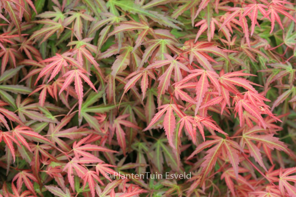 Foto van Japanse esdoorn s Pink Dwarf ‘Wilson's Pink Dwarf’