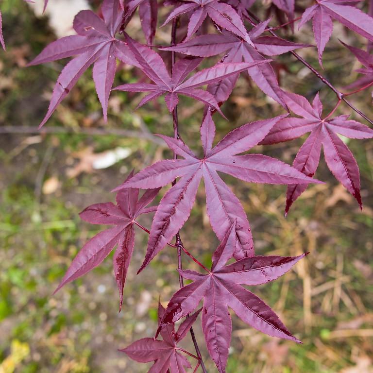 Foto van Japanse esdoorn ‘Wolff’