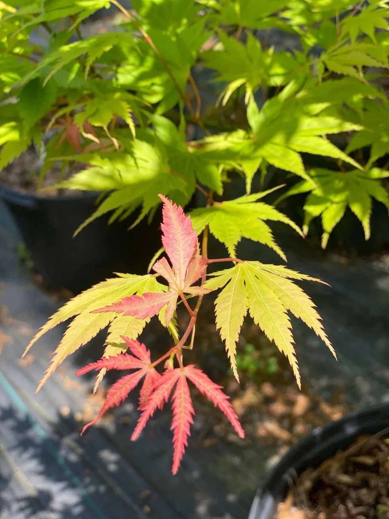 Foto van Japanse esdoorn ‘Yellow Bird’