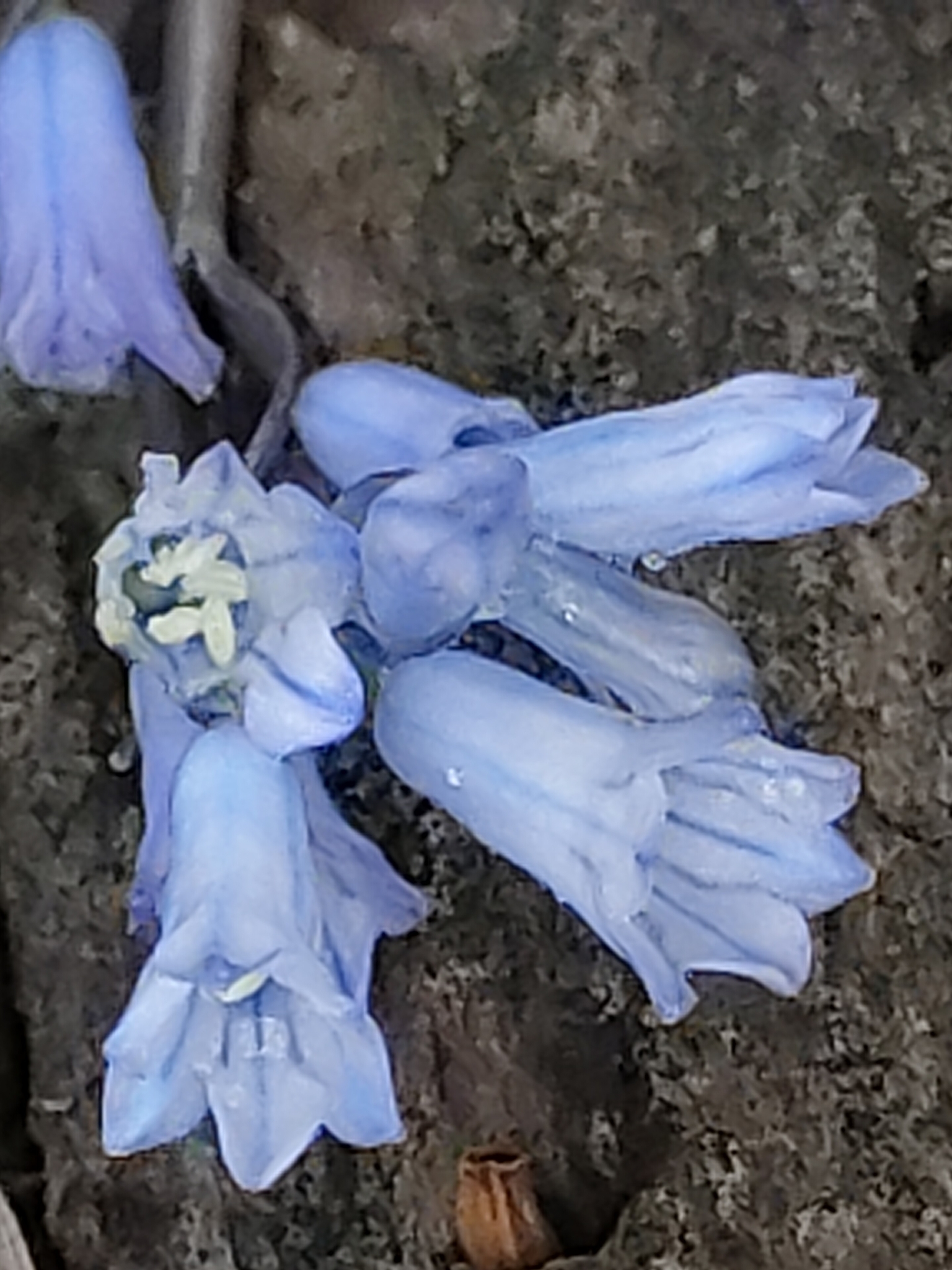 Foto van Pyreneeënhyacint