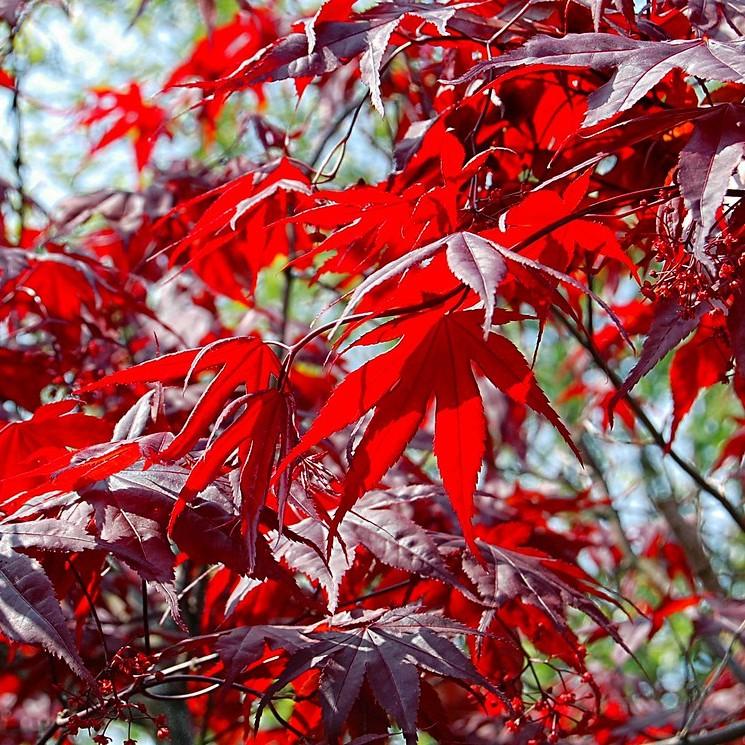 Foto van Japanse esdoorn ‘Yubae’