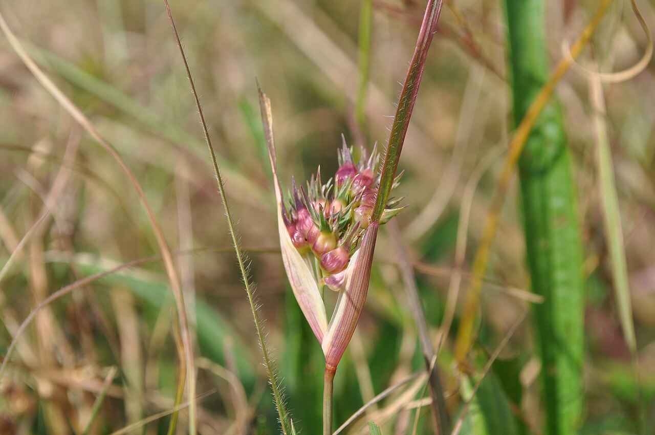Foto van Buffelgras
