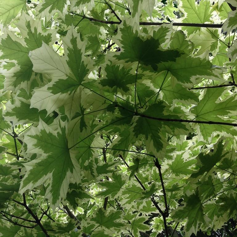 Foto van Gevlekte noorse esdoorn ‘Drummondii’
