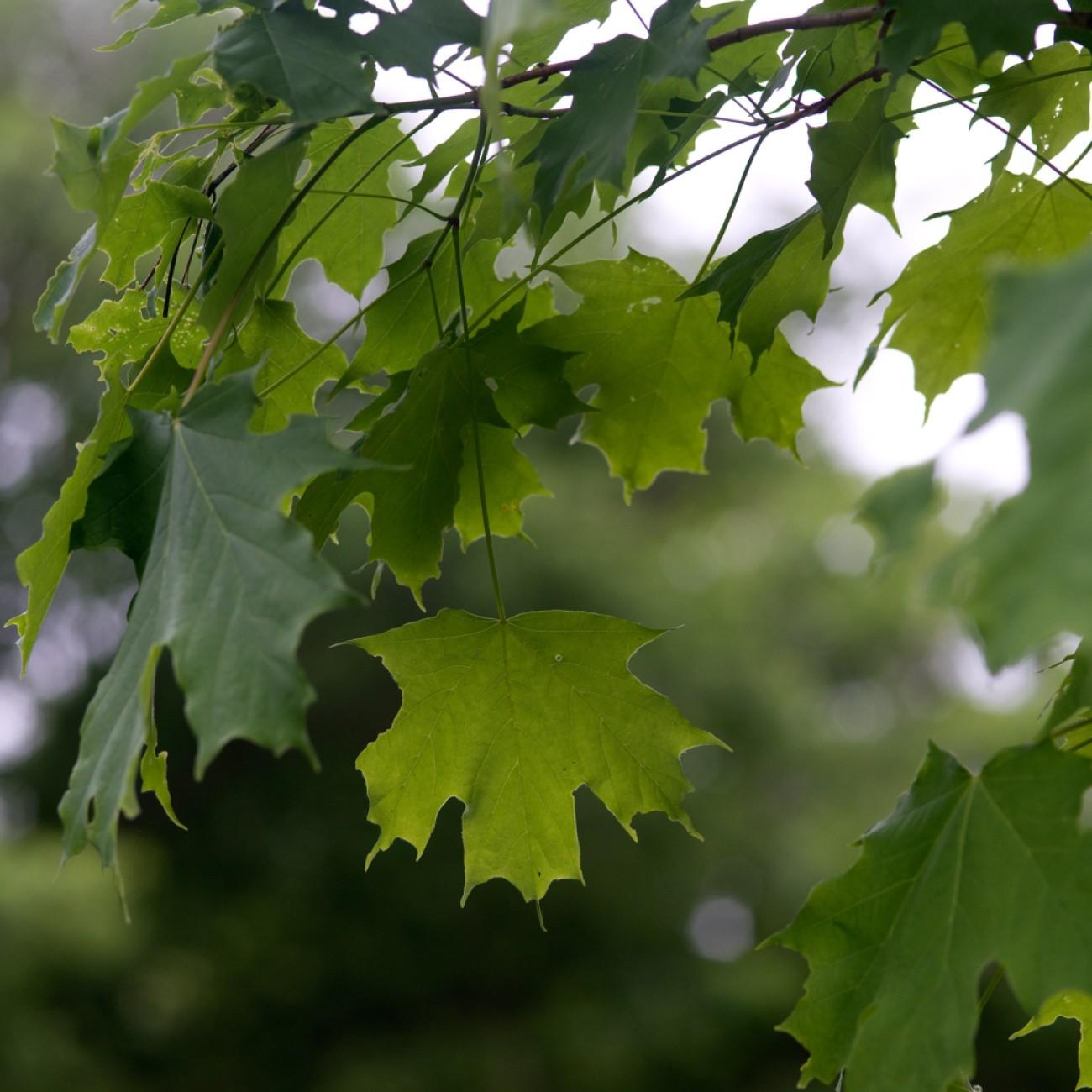 Foto van Noorse esdoorn ‘Emerald Queen’
