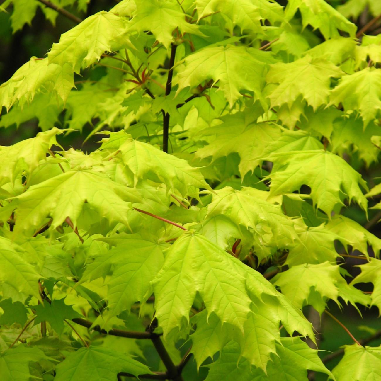 Foto van Noorse esdoorn ‘Princeton Gold’