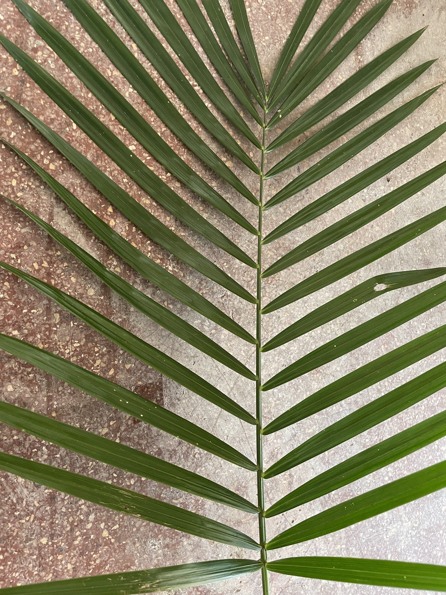 Foto van Rotanpalm
