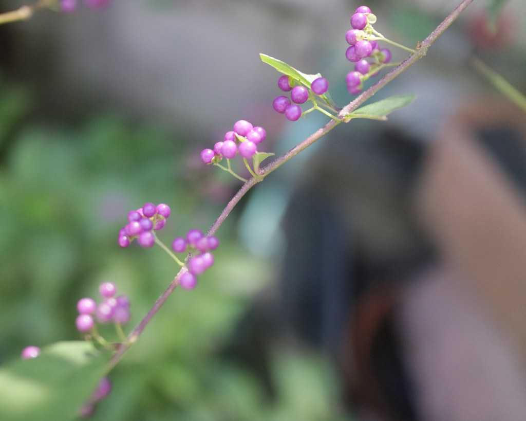 Foto van Japanse schoonvrucht