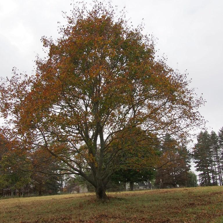 Foto van Rode esdoorn