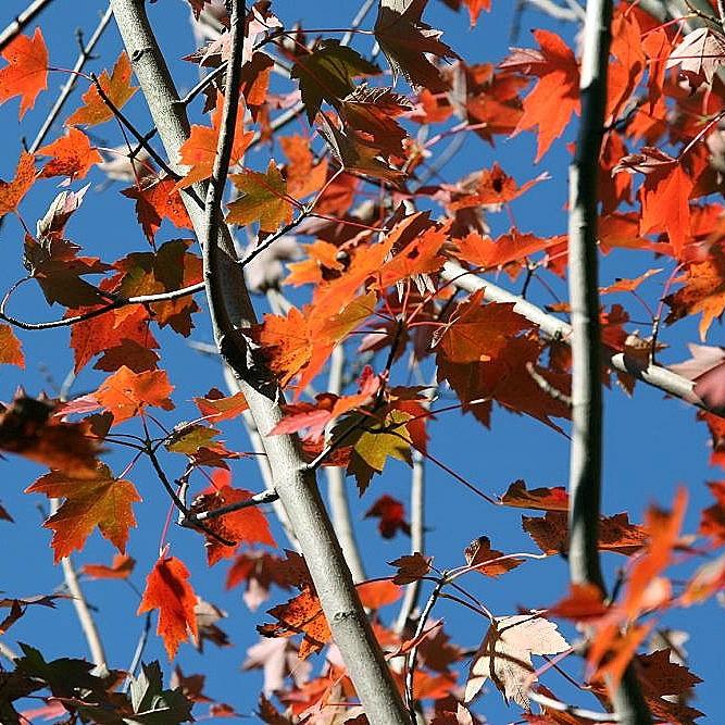 Foto van Rode esdoorn ‘Autumn Flame’