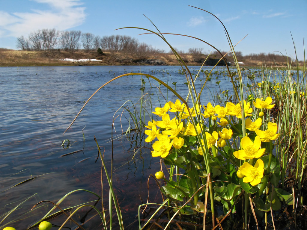 Foto van Gewone dotterbloem