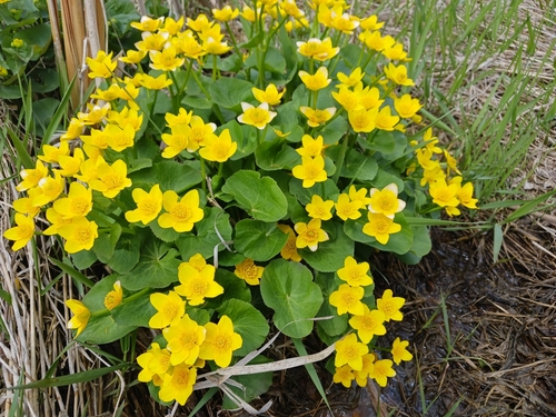 Foto van Reuzendotterbloem
