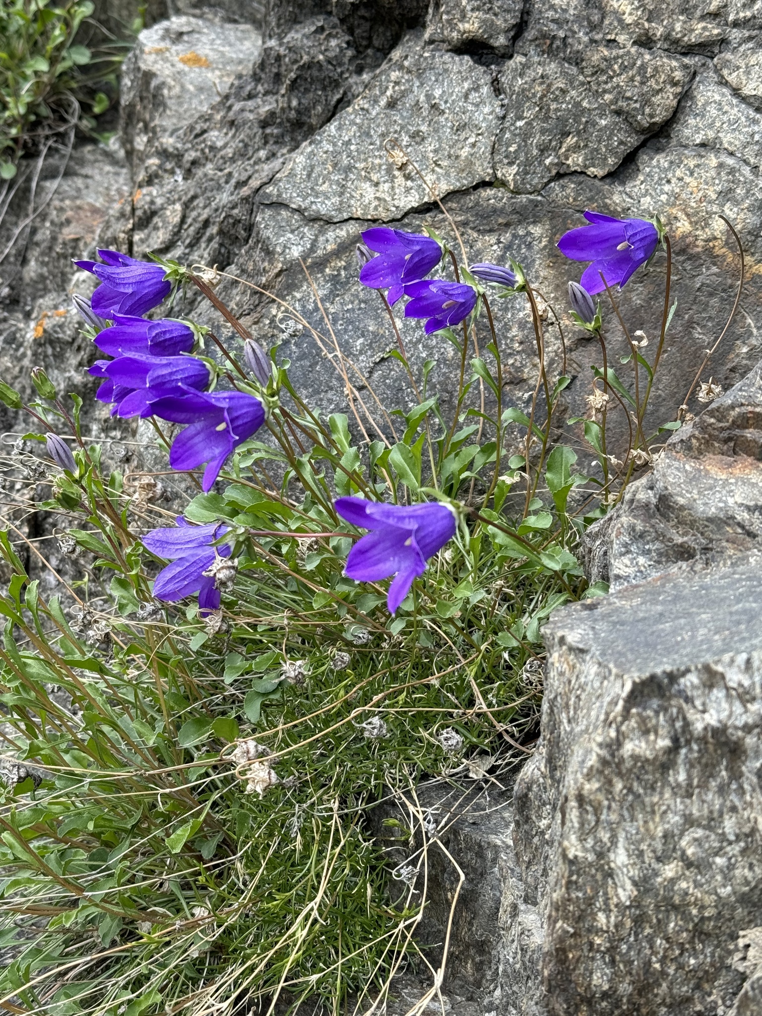 Foto van Kaukasisch klokje