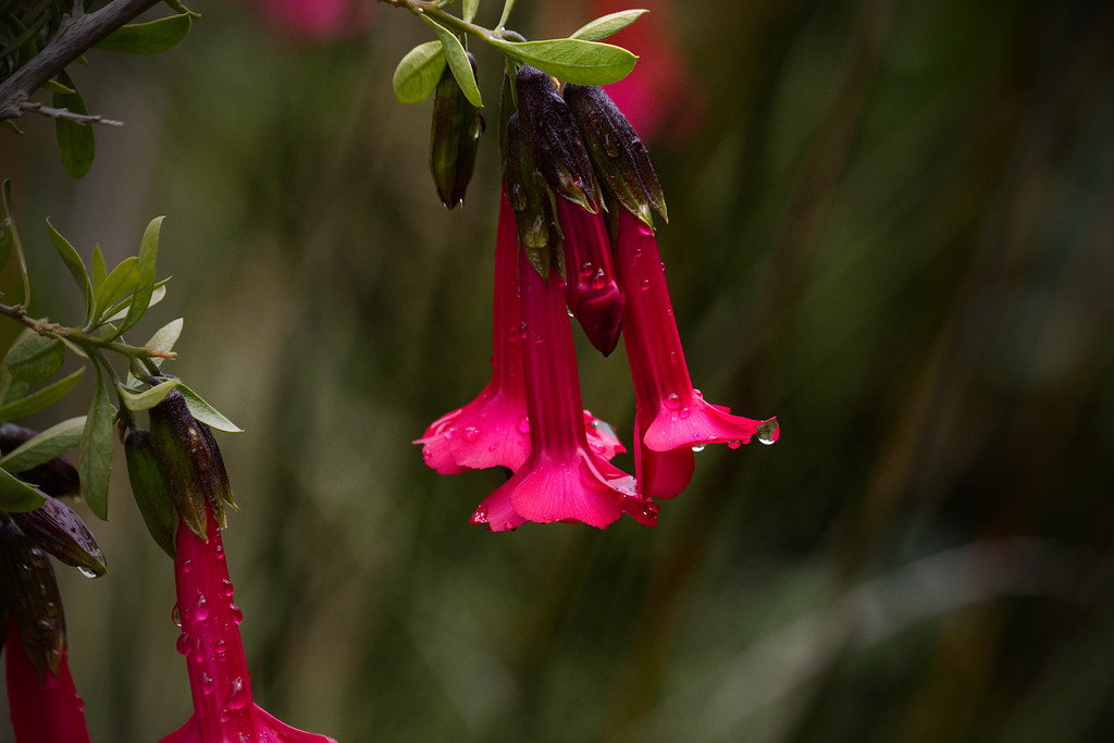 Foto van Inca bloem