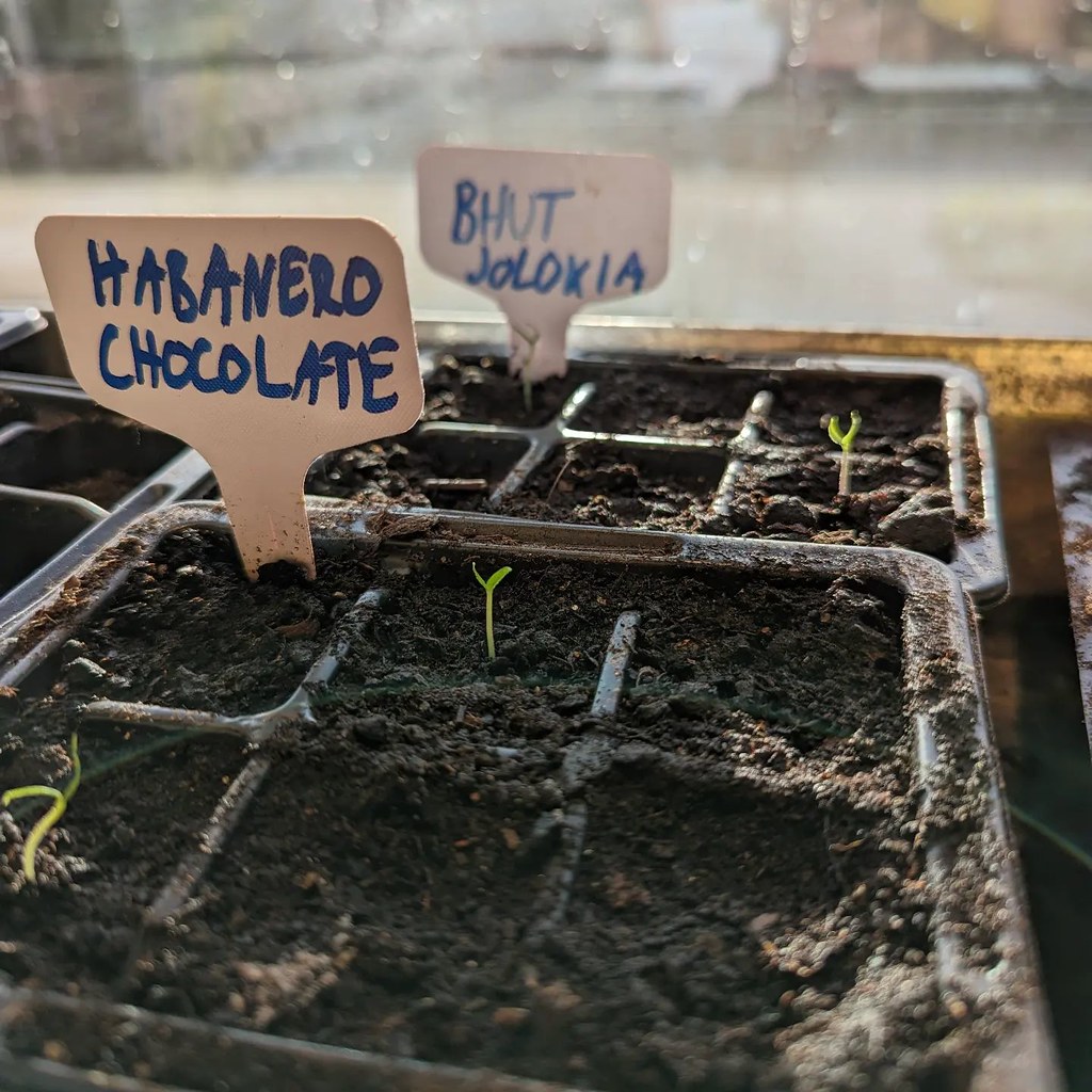 Foto van Habanero