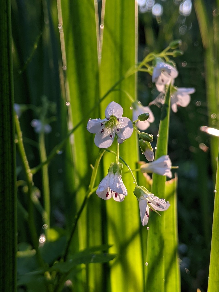 Foto van Bittere veldkers