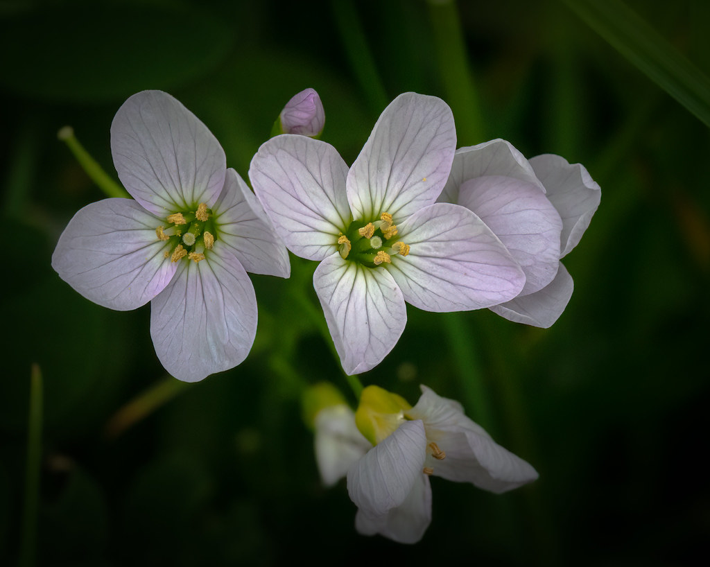 Foto van Pinksterbloem