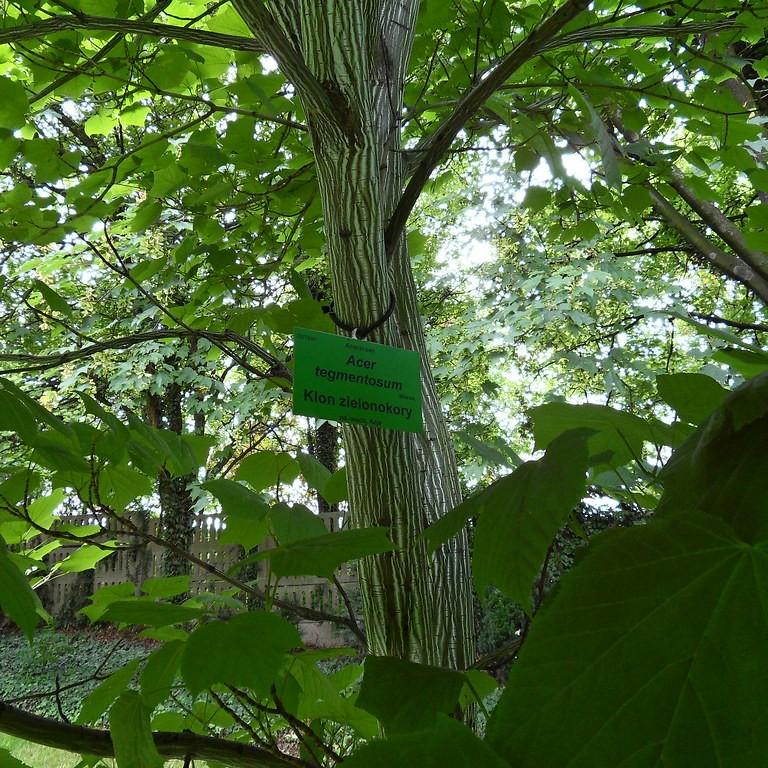 Foto van Grootbladige streepjesbast-esdoorn
