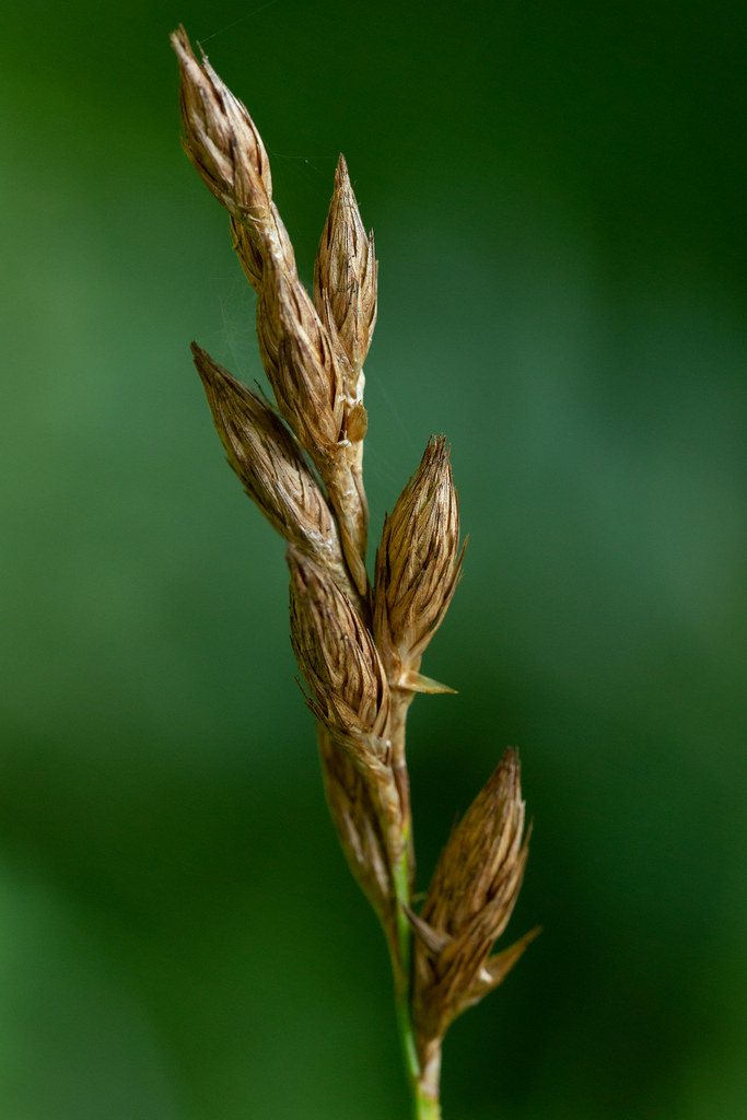 Foto van Palmzegge