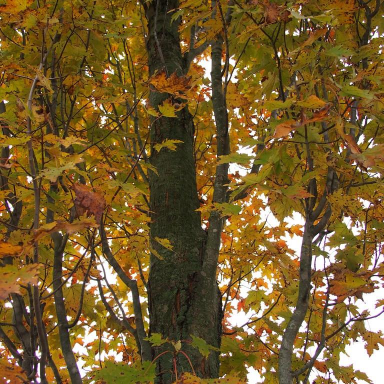 Foto van Freeman zuilesdoorn ‘Armstrong’