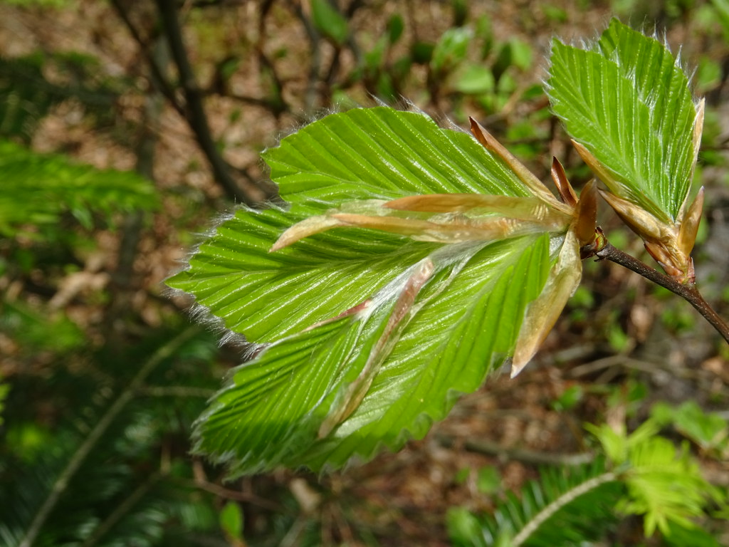 Foto van Oosterse haagbeuk
