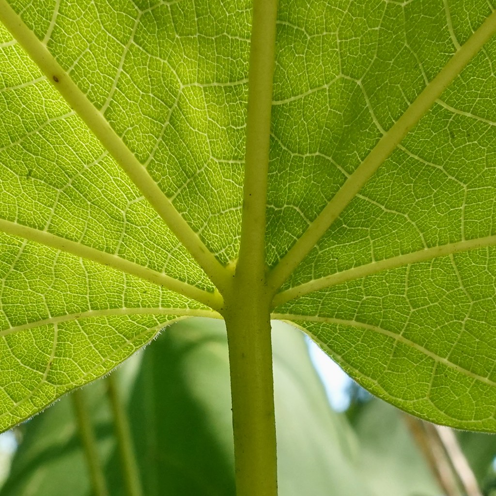 Foto van Gele trompetboom