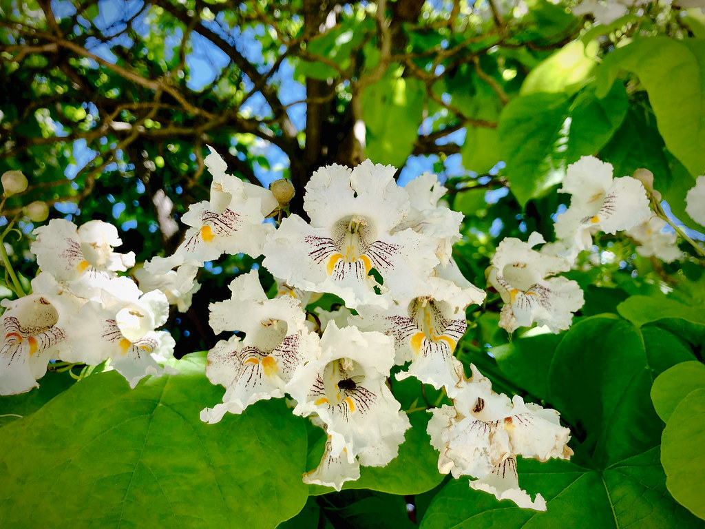 Foto van Grootbloemige trompetboom