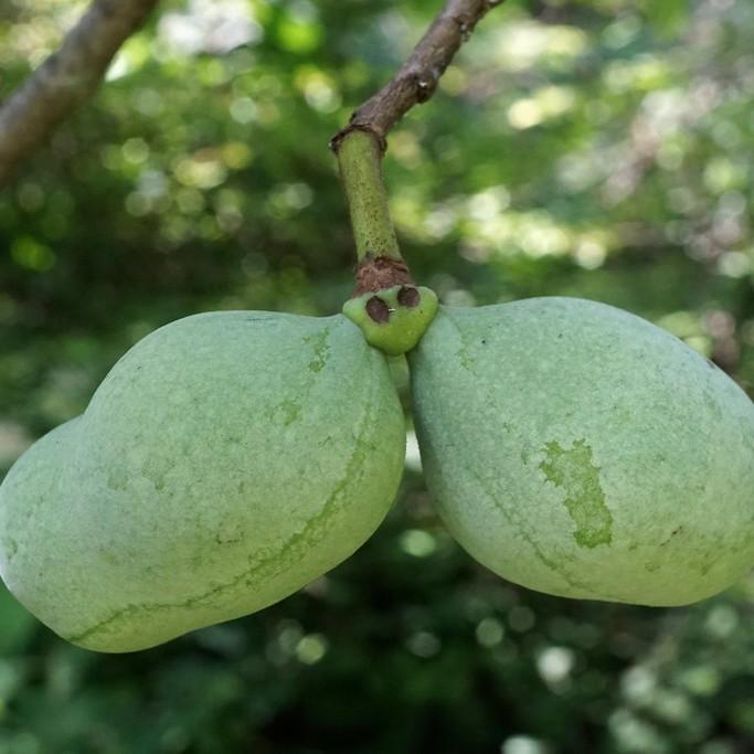 Foto van Pawpaw