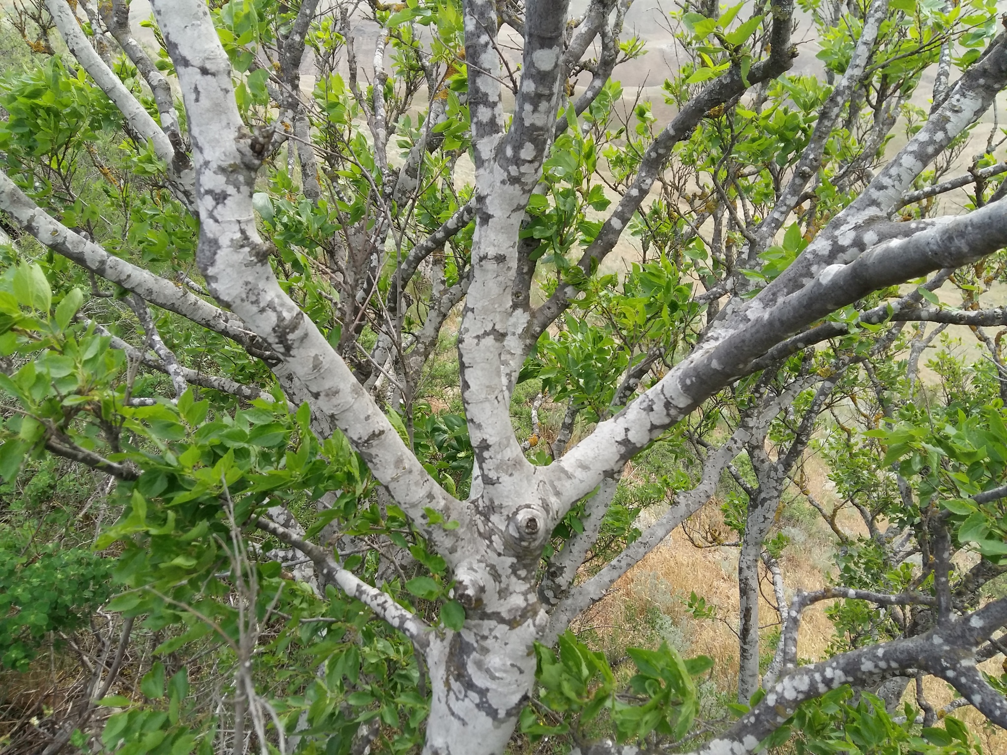 Foto van Kaukasische netelboom