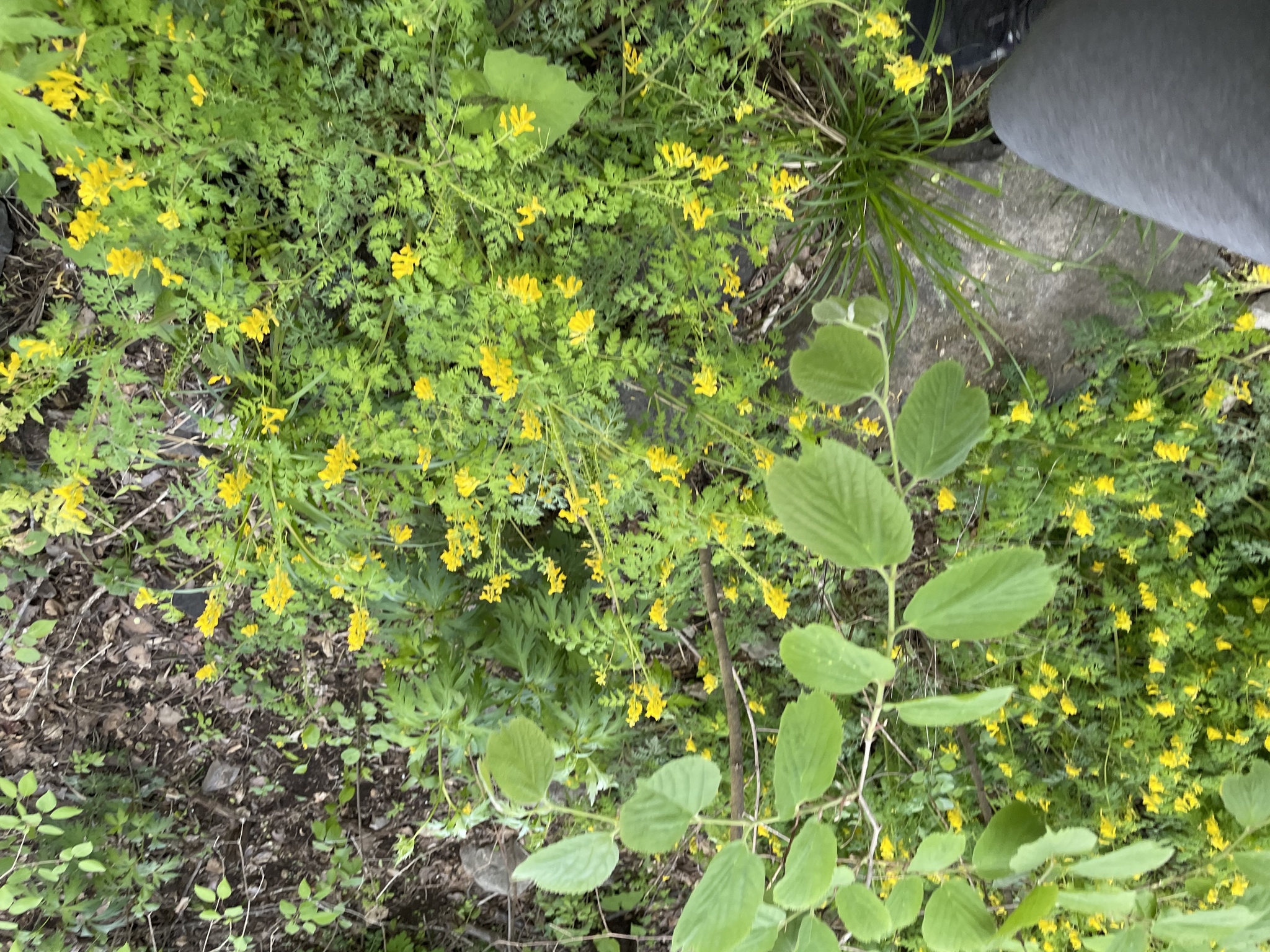 Foto van Koreaanse netelboom