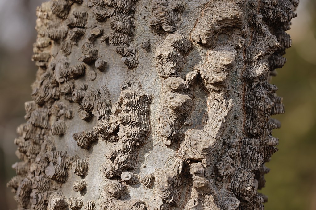 Foto van Westerse netelboom