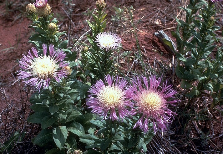 Foto van Amerikaanse korenbloem