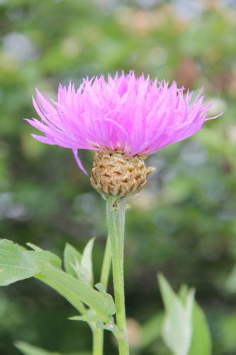 Foto van Perzische korenbloem