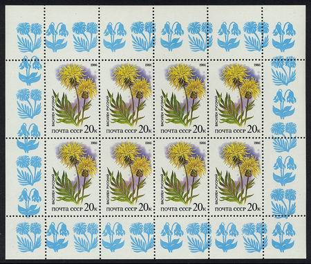 Foto van Kaukasische korenbloem