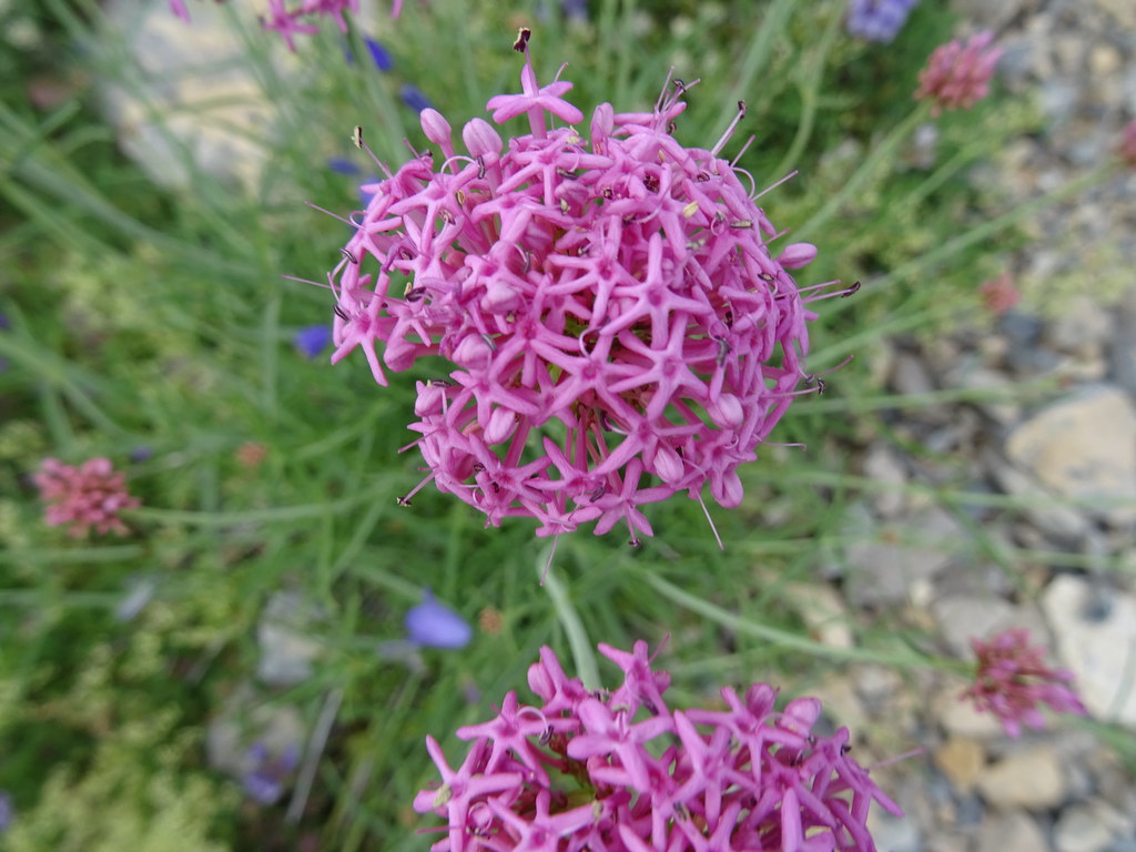 Foto van Smalle spoorbloem