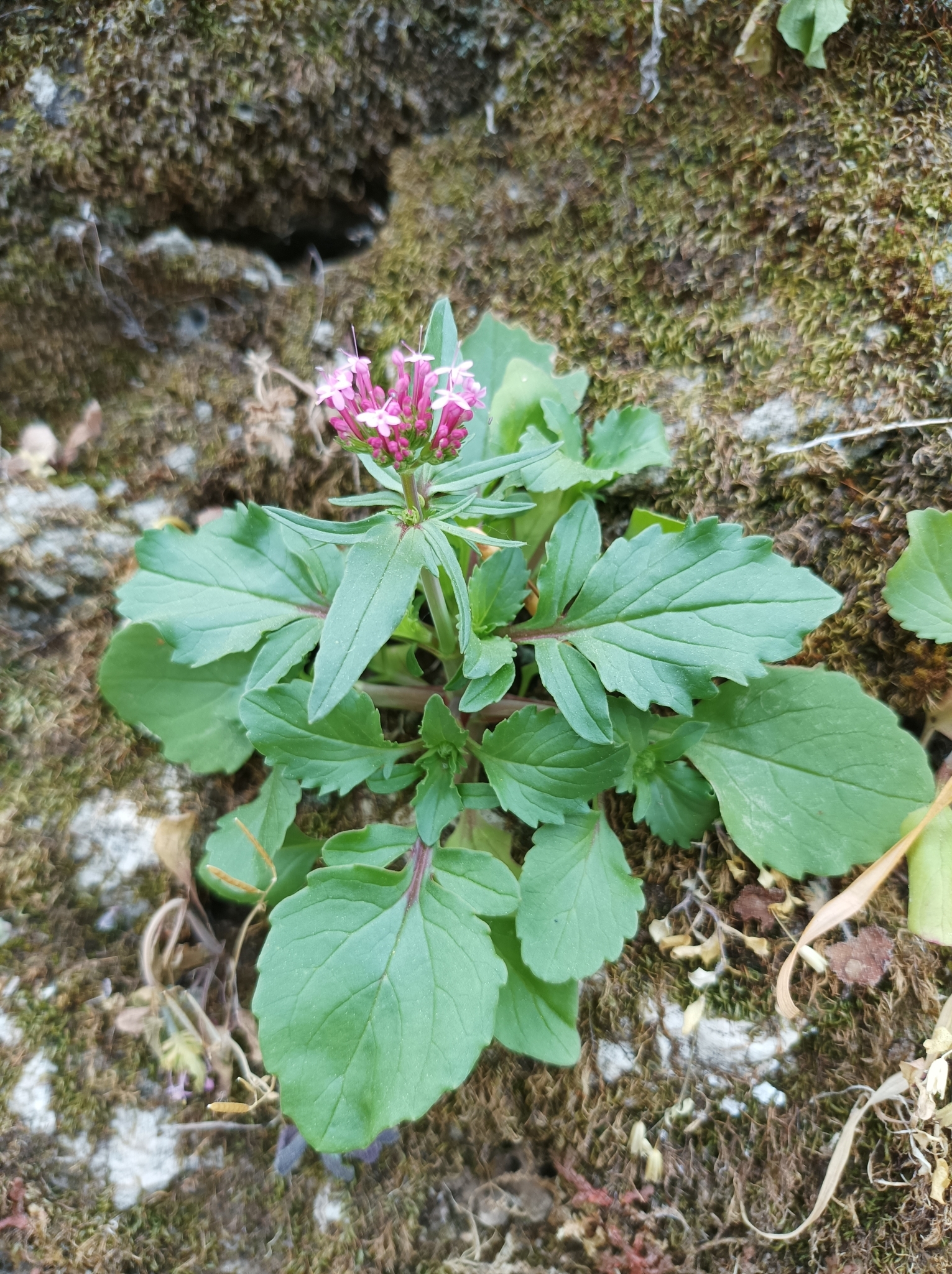 Foto van Lange spoorbloem