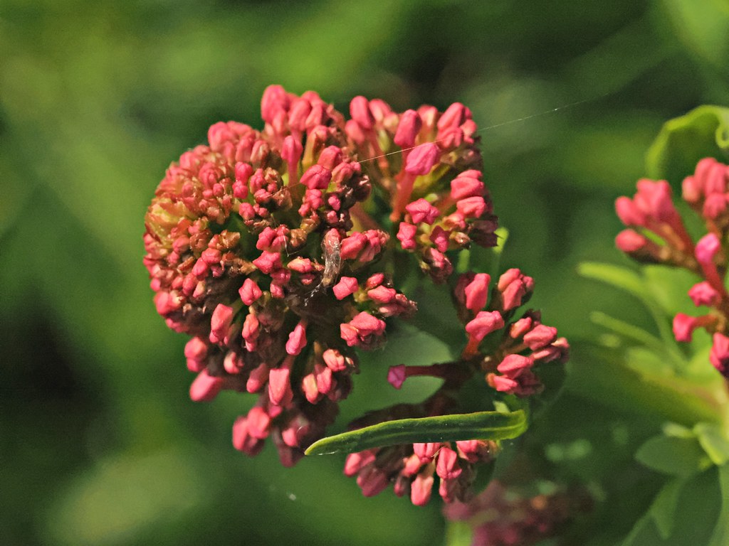 Foto van Rode spoorbloem