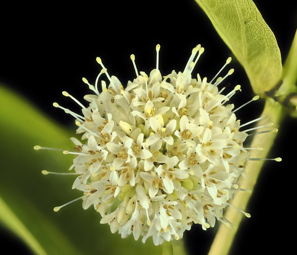 Foto van Kogelbloem