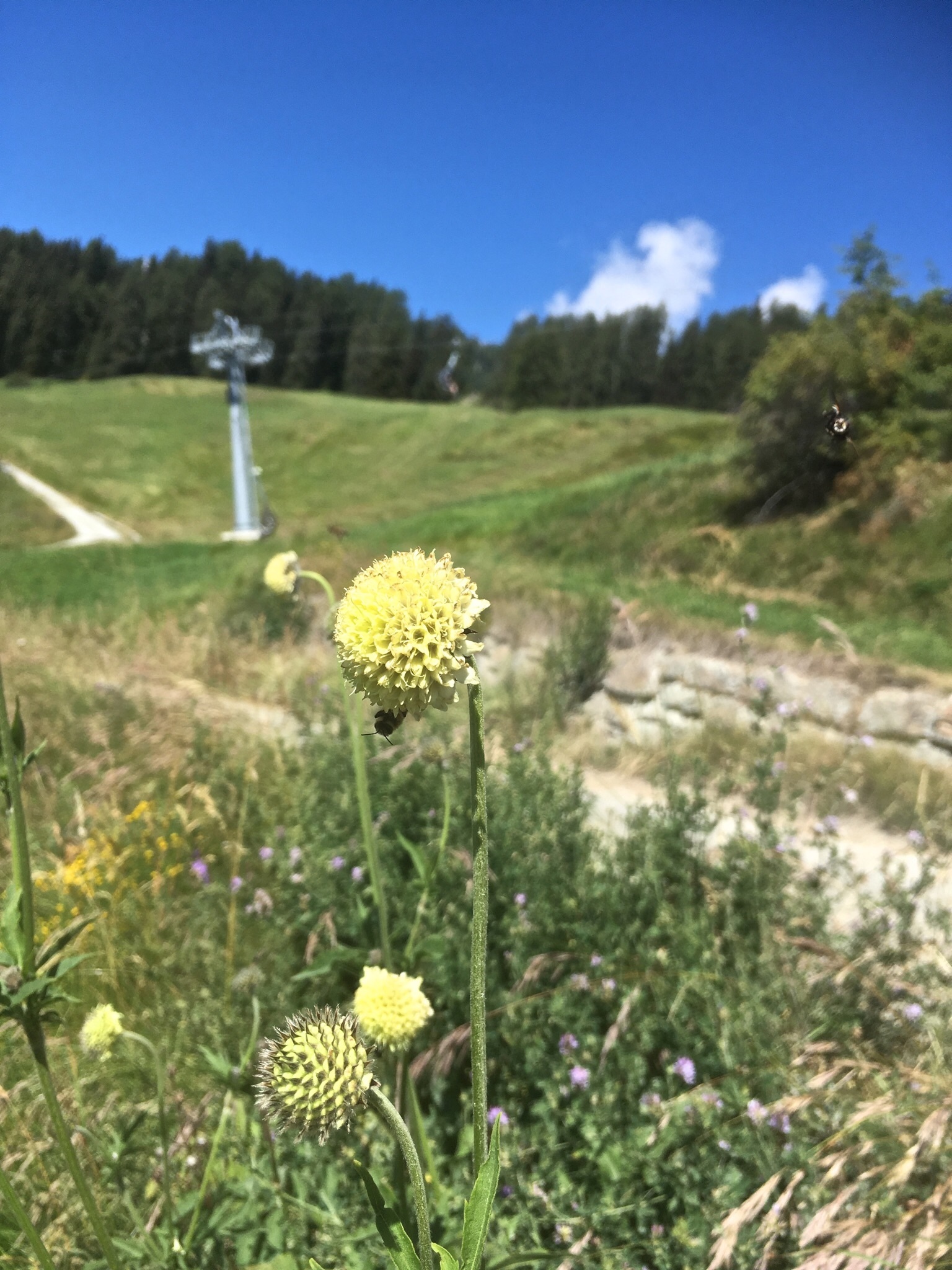 Foto van Reuzenscabiosa