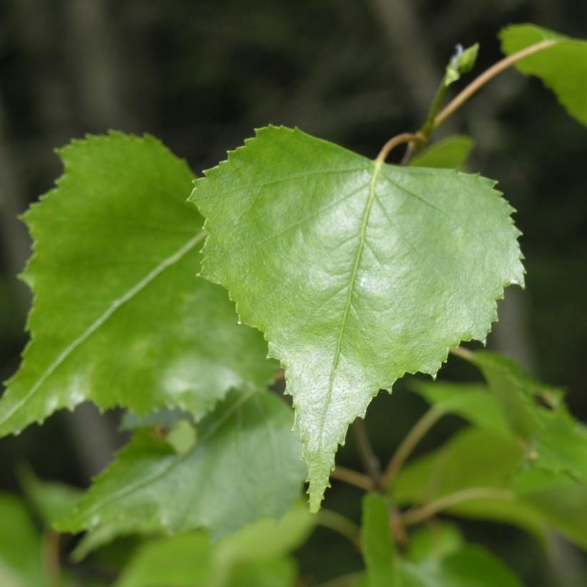Foto van Grijze berk ‘Whitespire’