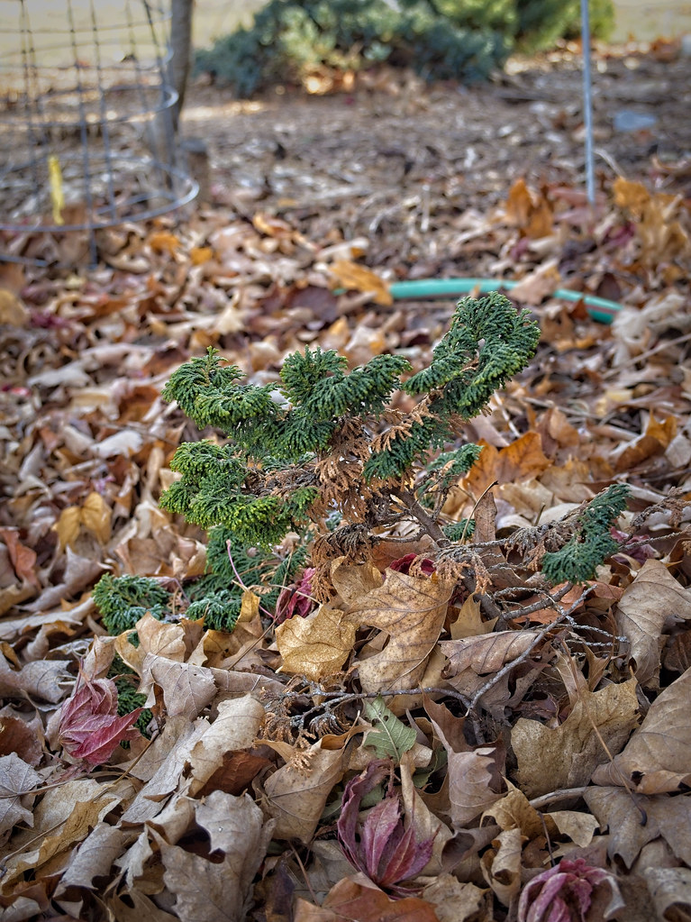 Foto van Hinoki-cipres