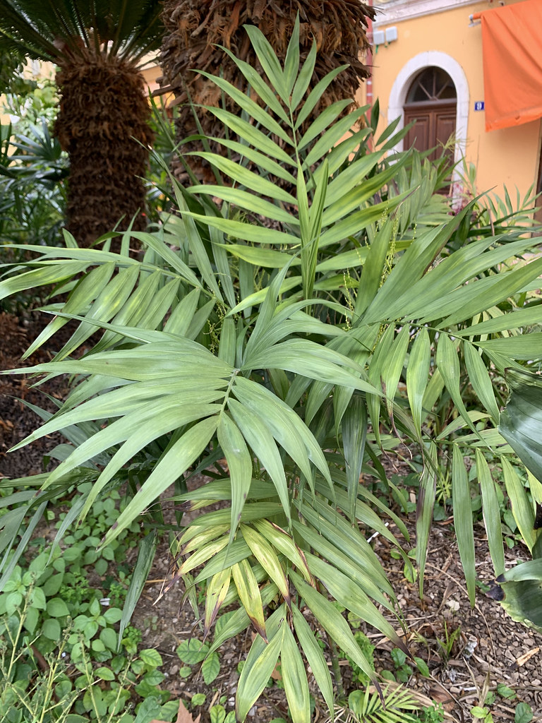 Foto van Mexicaanse dwergpalm