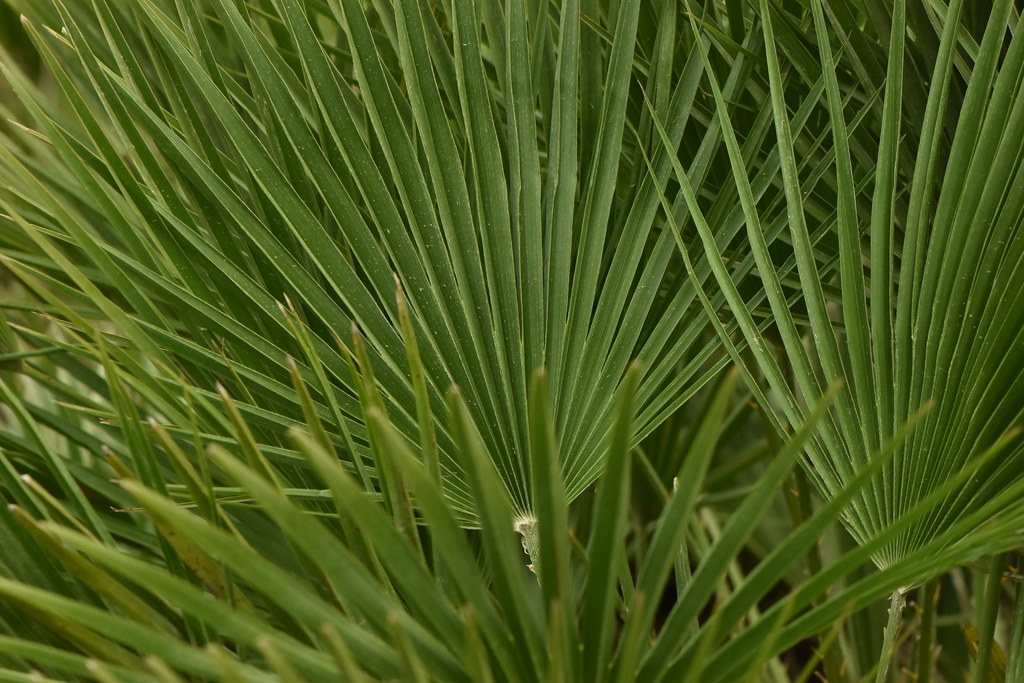 Foto van Europese dwergpalm