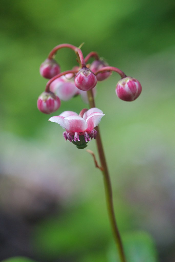Foto van Schermwintergroen