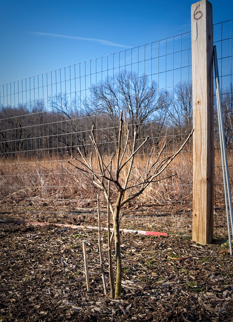 Foto van Sneeuwvlokkenboom