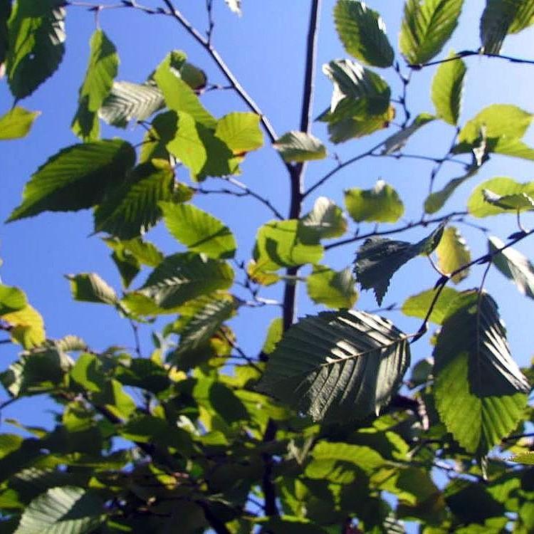 Foto van Haagbeuk ‘Pendula’