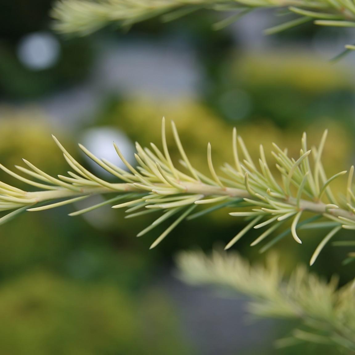 Foto van Himalayaceder ‘Aurea’