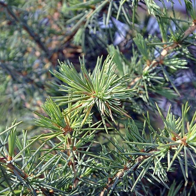 Foto van Himalayaceder ‘Bush's Electra’