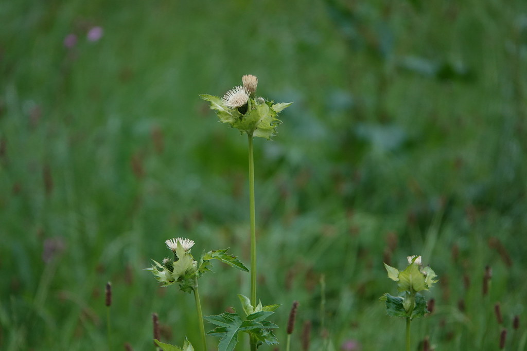 Foto van Moesdistel